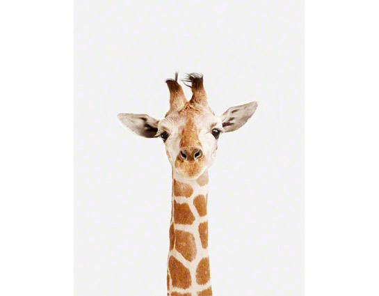 real giraffe print