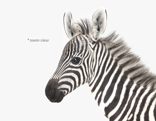 Zebra — The Animal Print Shop