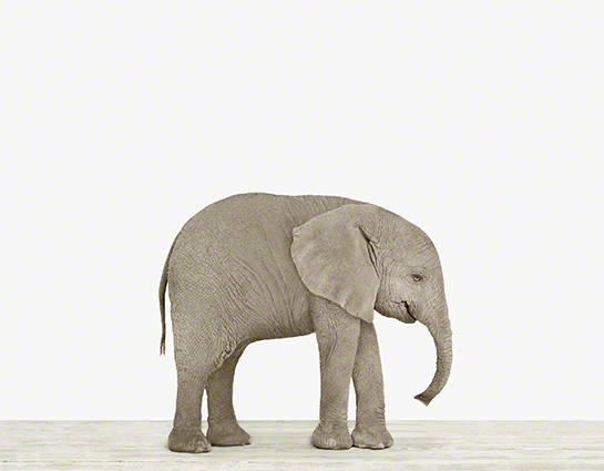 Baby Elephant Nursery Art — The Animal Print Shop