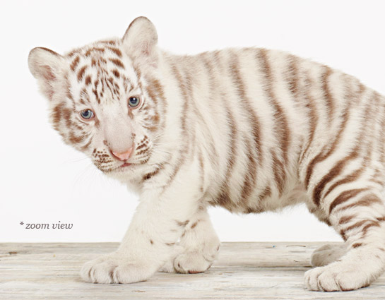 baby white bengal tiger