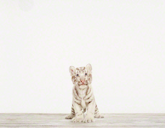 Zoo Baby Tiger - Baby Animal Print - 8 x 10 — Fresh Prints of CT