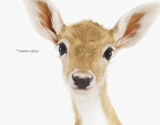baby deer face