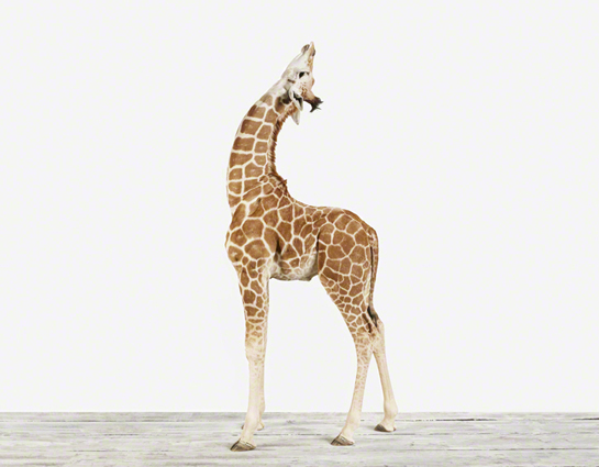 giraffe baby